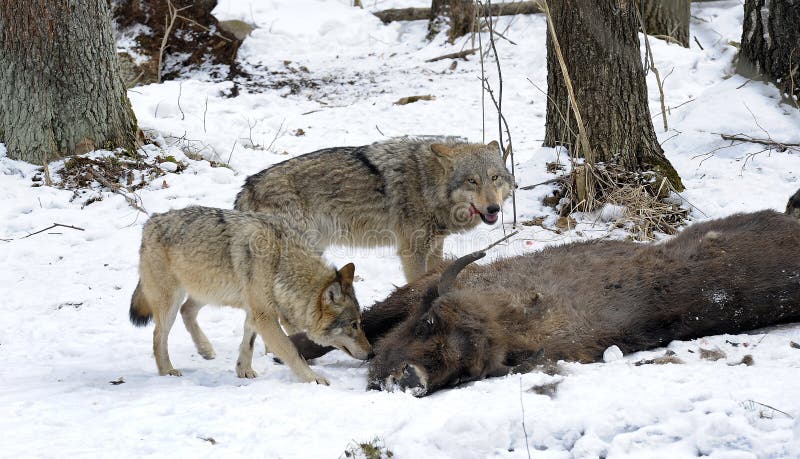 Pack of Wolves Vs. Herd of European Bison Stock Photo - Image of ...