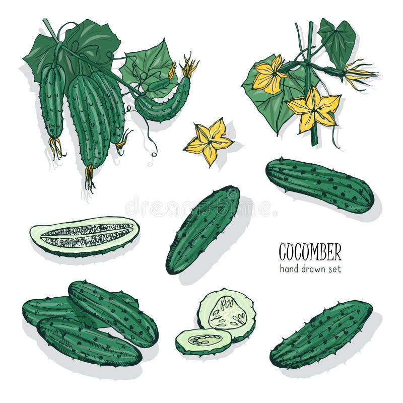 Packe av den detaljerade teckningen av hela och snittgurkor Smaklig ny mogen saftig gr? nsak, l? cker vegetarian eller strikt veget stock illustrationer