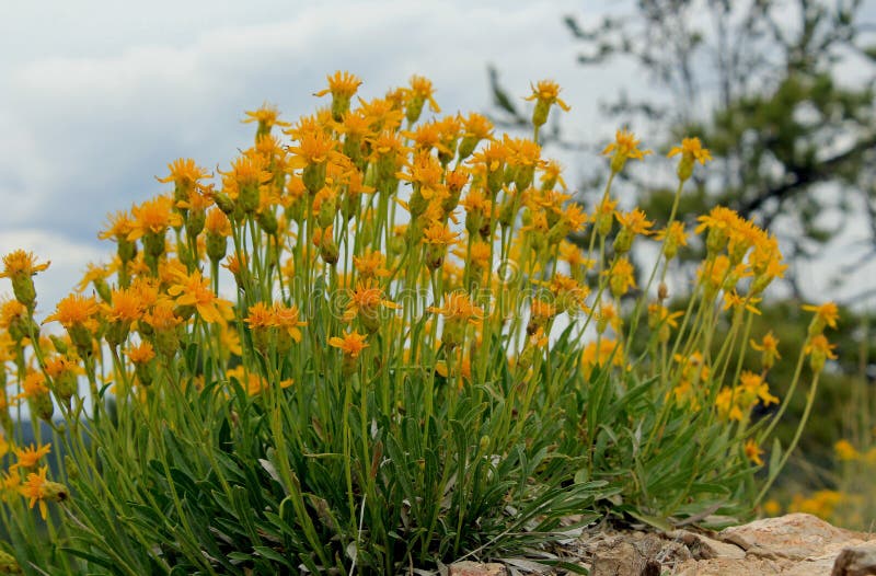 Packera cana ou Wooly Arc de fleurs de moules de fond, Bryce Canyon National Park images libres de droits Packera cana ou Wooly Arc de fleurs de moules de fond, Bryce Canyon National Park images libres de droits