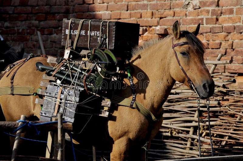 New Forest Pony stock image. Image of pony, freedom, field 14339421