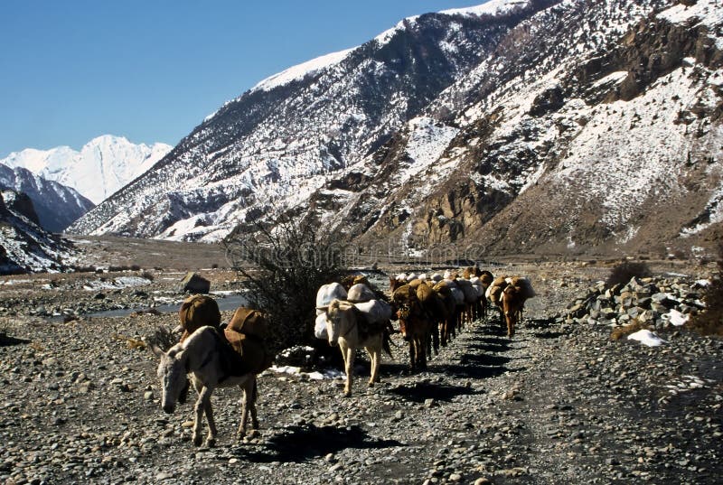 Packhorse, Nepal