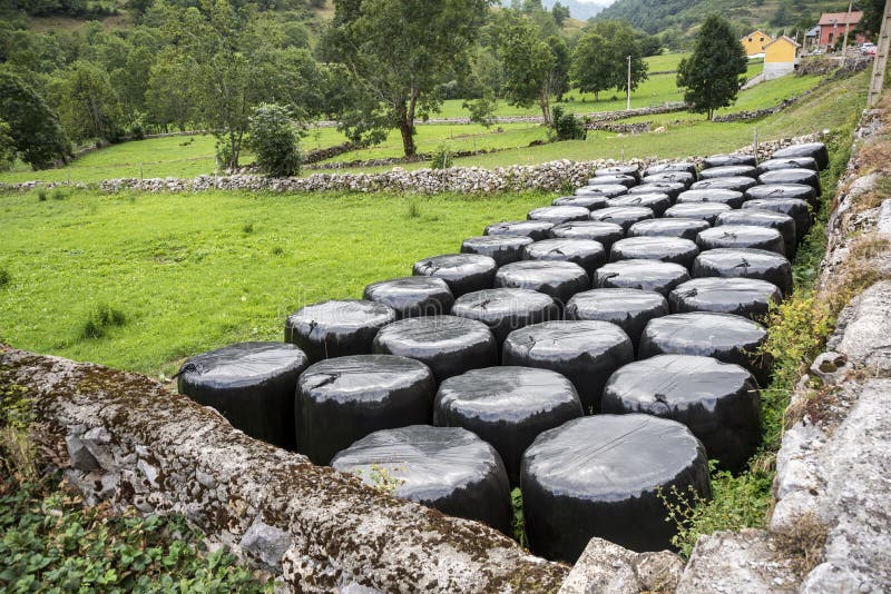 Pacotes da ensilagem em um campo imagem de stock Pacotes da ensilagem em um campo imagem de stock