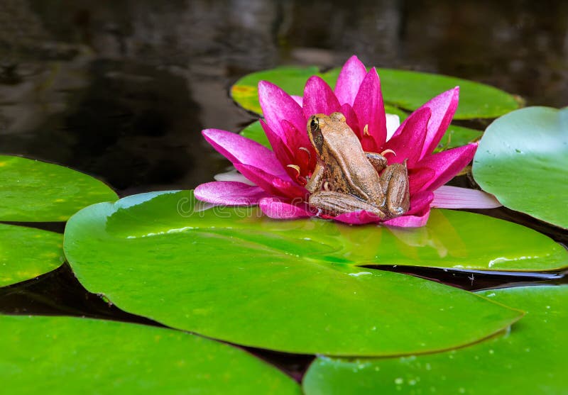 Pacyficzna Drzewna żaba na Wodnej lelui kwiacie w stawowym zbliżeniu