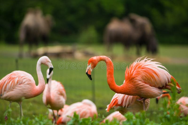 Paczka jaskrawi ptaki w zielonej ??ce blisko jeziora Egzotyczni flamingi nasycaj?cy menchii i pomara?cze kolory z puszystymi pi?r fotografia stock Paczka jaskrawi ptaki w zielonej ??ce blisko jeziora Egzotyczni flamingi nasycaj?cy menchii i pomara?cze kolory z puszystymi pi?r fotografia stock