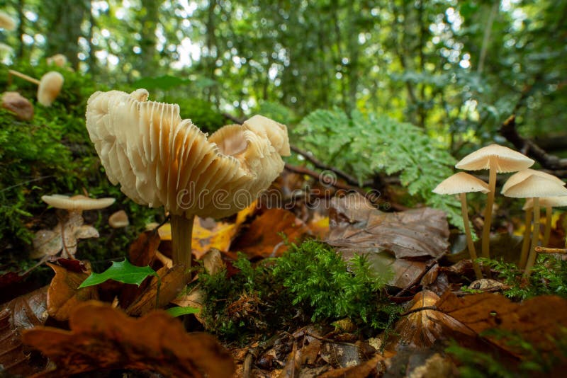 Cantharel mushroom in a forest. Cantharel mushroom in a forest