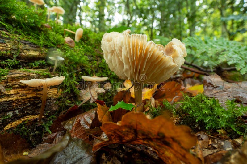 Cantharel mushroom in a forest. Cantharel mushroom in a forest