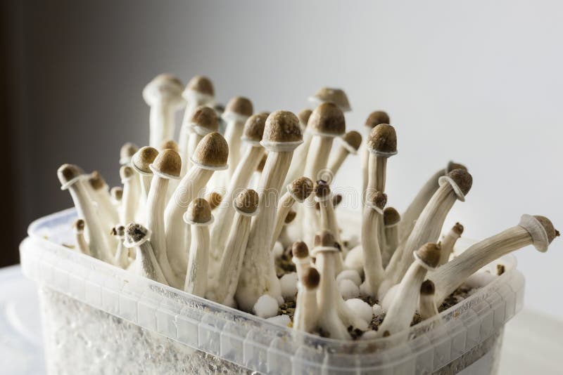 Fungi shot of psylocibin hallucinogen mushrooms growing in magic mushrooms breads inside a Tupperware on a gradient black to white background. Growing drugs and experimentation with fungi concepts. Fungi shot of psylocibin hallucinogen mushrooms growing in magic mushrooms breads inside a Tupperware on a gradient black to white background. Growing drugs and experimentation with fungi concepts.