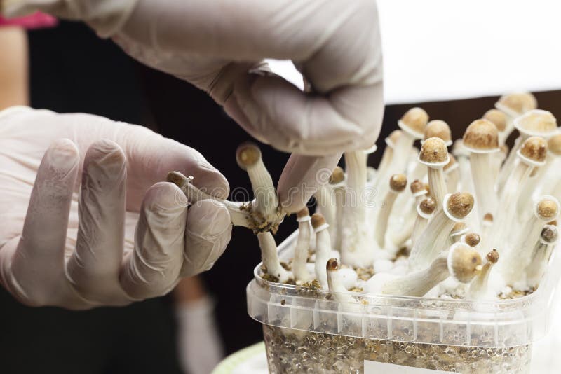 Psylocibin mushrooms growing in magic mushroom breads on an  plastic environment being collected by expert hands wearing white latex medical gloves. Fungi hallucinogen drugs production concept. Psylocibin mushrooms growing in magic mushroom breads on an  plastic environment being collected by expert hands wearing white latex medical gloves. Fungi hallucinogen drugs production concept