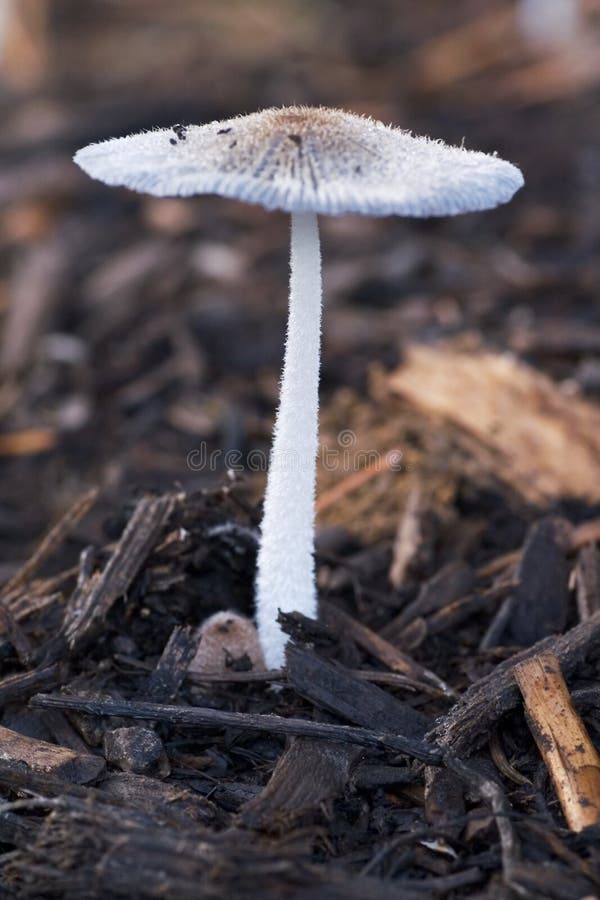 A small mushroom growing in mulch. A small mushroom growing in mulch.