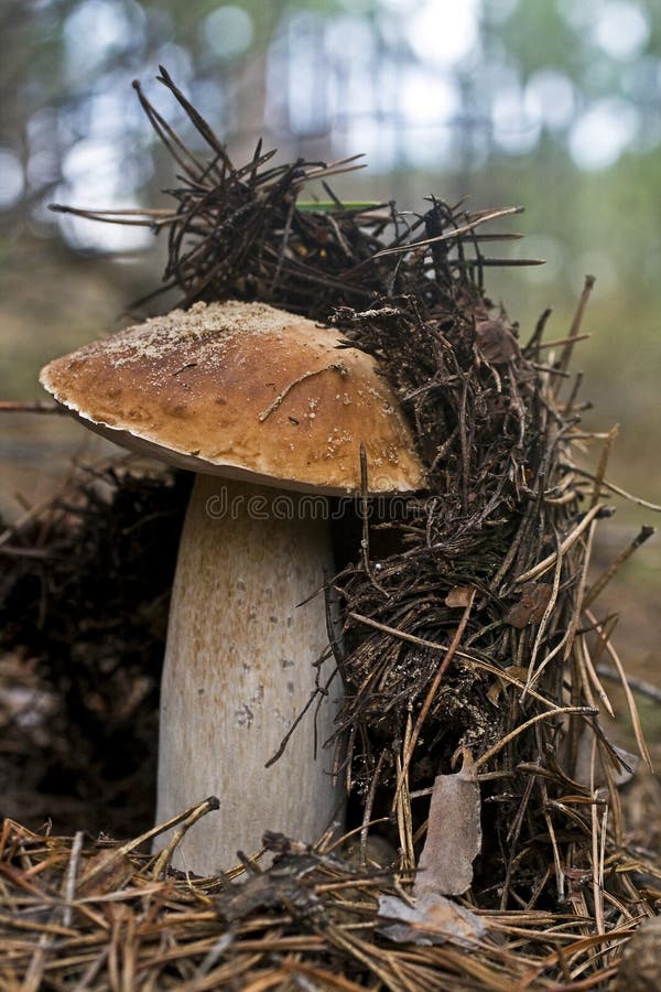 Brown cap mushroom on moss close up. Brown cap mushroom on moss close up