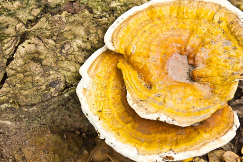 Closeup of a wild polyporales mushroom growing on a decaying wood. Closeup of a wild polyporales mushroom growing on a decaying wood