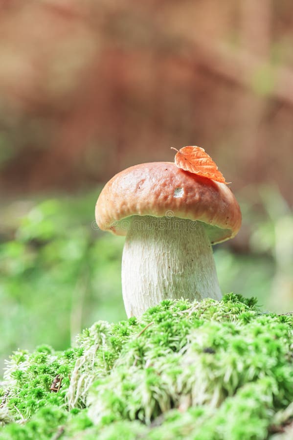 Mushroom in forest close up. Mushroom in forest close up