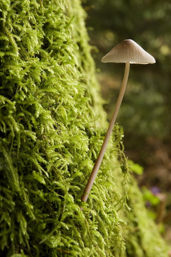 Small mushroom on a tree close up shoot. Small mushroom on a tree close up shoot