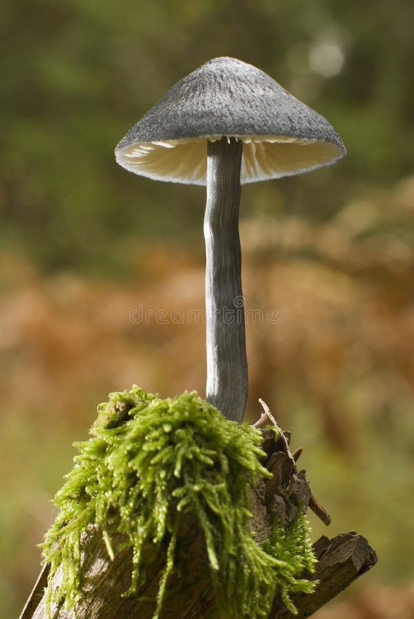 Small black mushroom growing on tree branch close up. Small black mushroom growing on tree branch close up