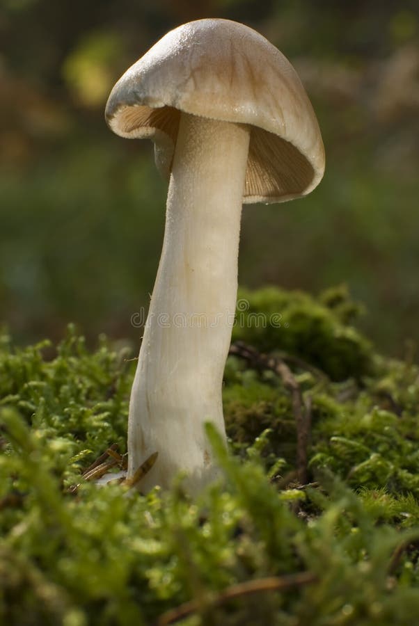 Edible mushroom in forest close up shoot. Edible mushroom in forest close up shoot