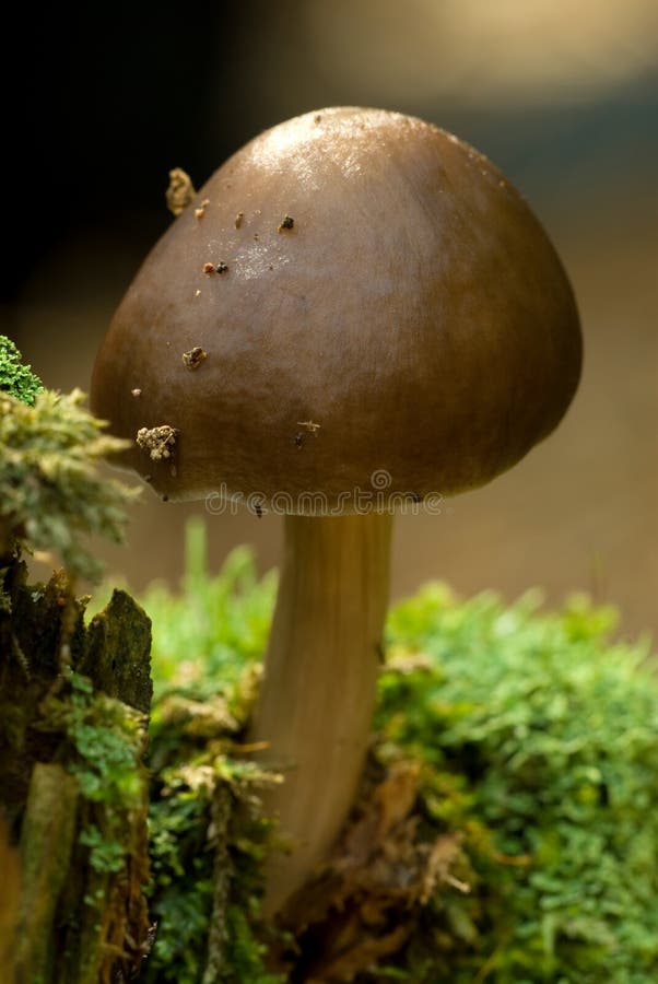 Mushroom close up shoot on moss. Mushroom close up shoot on moss