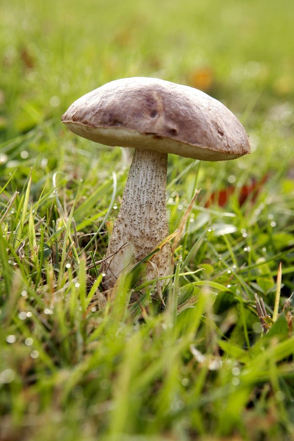 Paddestoel stock afbeelding. Afbeelding bestaande uit eetbaar 7595707