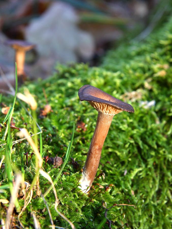 Eetbare Paddestoelen Onder Een Boom Stock Foto Image of groen, vloer 115856842