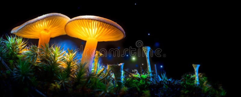 Mushroom. Fantasy glowing mushrooms in mystery dark forest closeup. Mushroom. Fantasy glowing mushrooms in mystery dark forest closeup