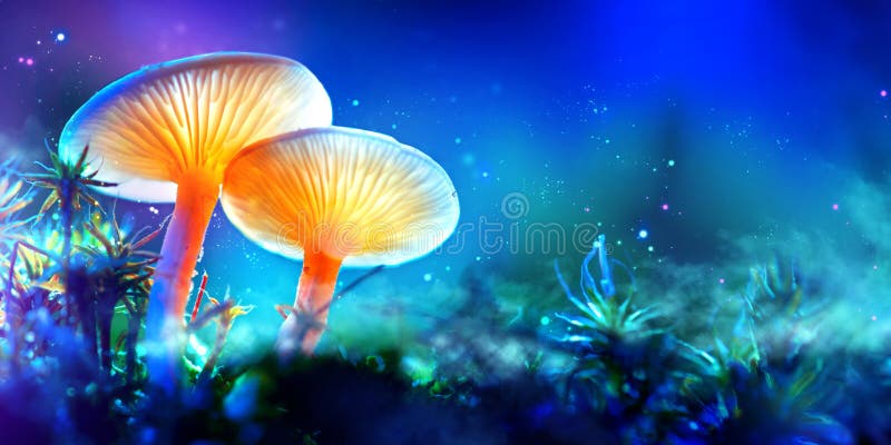 paddestoel Fantasie gloeiende paddestoelen in geheimzinnigheid donker bos royalty-vrije stock foto's paddestoel Fantasie gloeiende paddestoelen in geheimzinnigheid donker bos royalty-vrije stock foto's