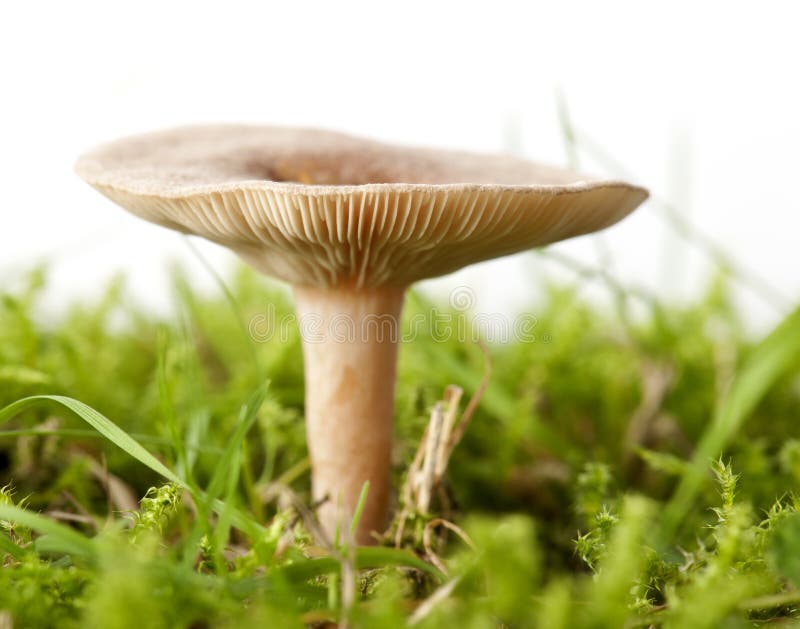 Mushroom in grass in front of white background. Mushroom in grass in front of white background