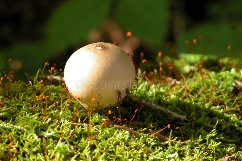 A small mushroom close up on moss. A small mushroom close up on moss