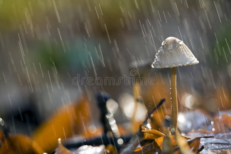 Mushroom macro shot in rain. Mushroom macro shot in rain