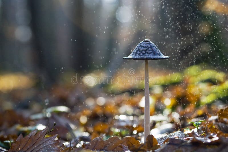 Mushroom macro shot in rain. Mushroom macro shot in rain