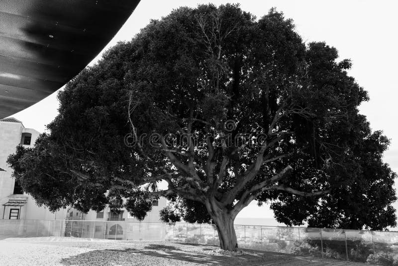 Paddestoel-vormige boom dichtbij moderne de bouwvoorgevel in Paphos in mo royalty-vrije stock afbeelding Paddestoel-vormige boom dichtbij moderne de bouwvoorgevel in Paphos in mo royalty-vrije stock afbeelding