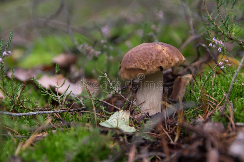 Paddestoelboleet, porcini, in mos, zijaanzicht royalty-vrije stock foto's Paddestoelboleet, porcini, in mos, zijaanzicht royalty-vrije stock foto's