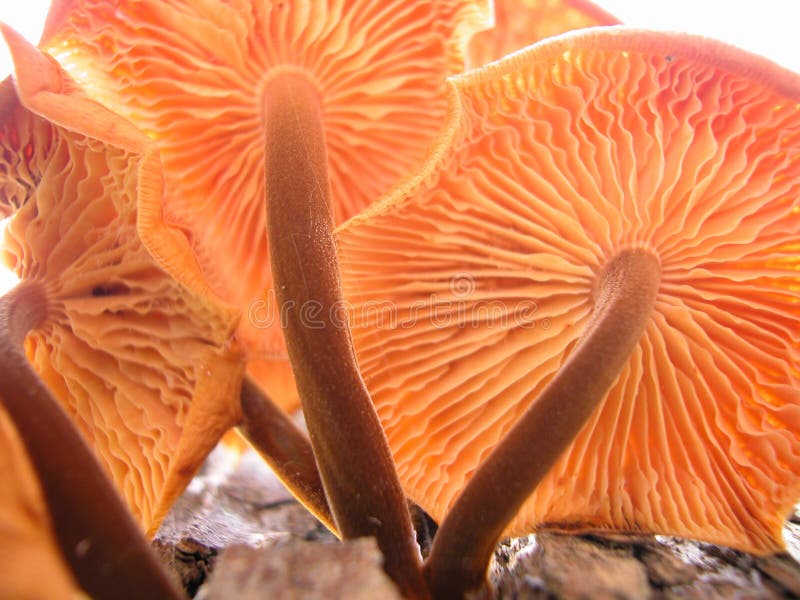 Paddestoelen 2 royalty-vrije stock fotografie Paddestoelen 2 royalty-vrije stock fotografie