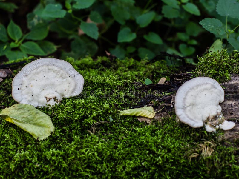 Paddestoelen die op een boomboomstam groeien stock foto's Paddestoelen die op een boomboomstam groeien stock foto's