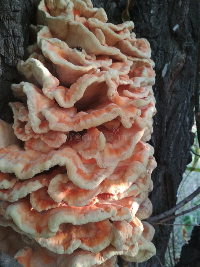 Paddestoelen op de boom E royalty-vrije stock afbeeldingen Paddestoelen op de boom E royalty-vrije stock afbeeldingen