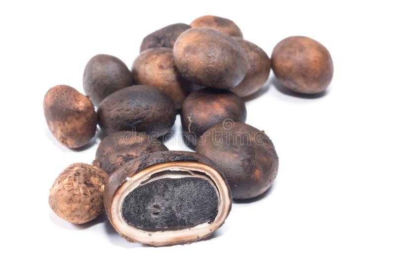 Paddestoelygrometricusbarometer Earthstars Astraeus h royalty-vrije stock afbeeldingen Paddestoelygrometricusbarometer Earthstars Astraeus h royalty-vrije stock afbeeldingen