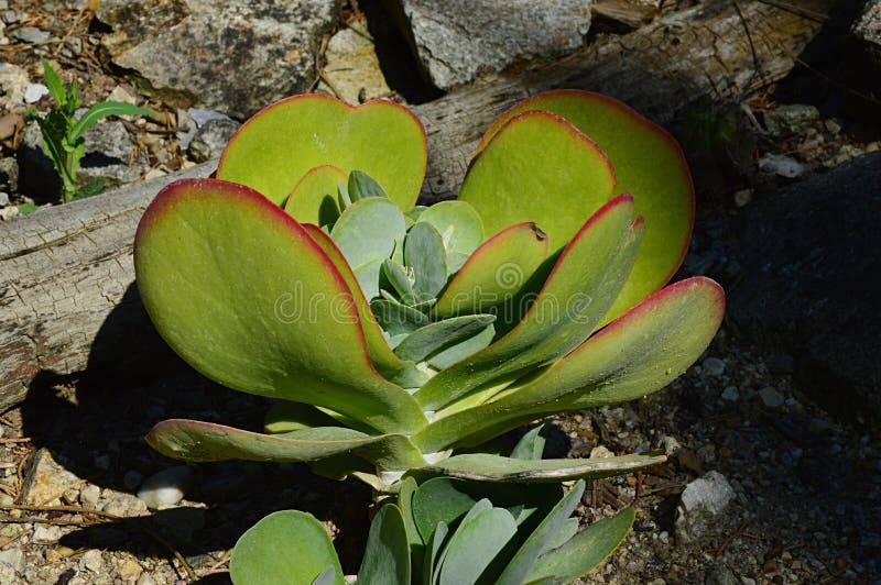 Paddle shaped thick leaves on succulent plants Kalanchoe Thyrsiflora, also called paddle plant, flapjacks or desert cabbage