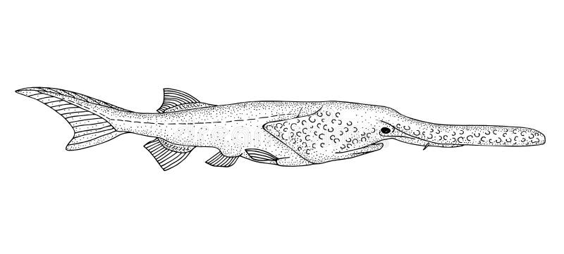 Download Paddlefish Stock Illustrations - 14 Paddlefish Stock ...