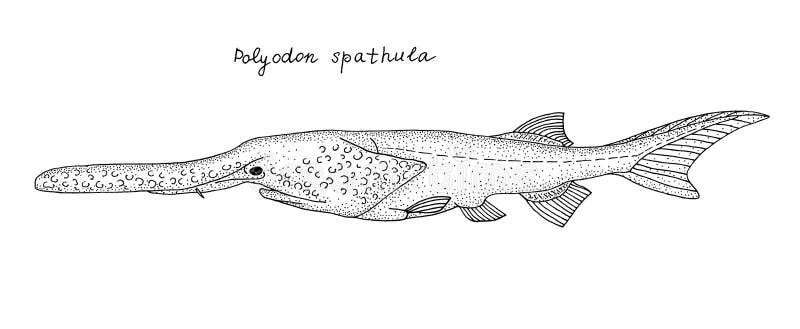 Download Paddlefish stock illustration. Illustration of cute, swordfish - 85761688