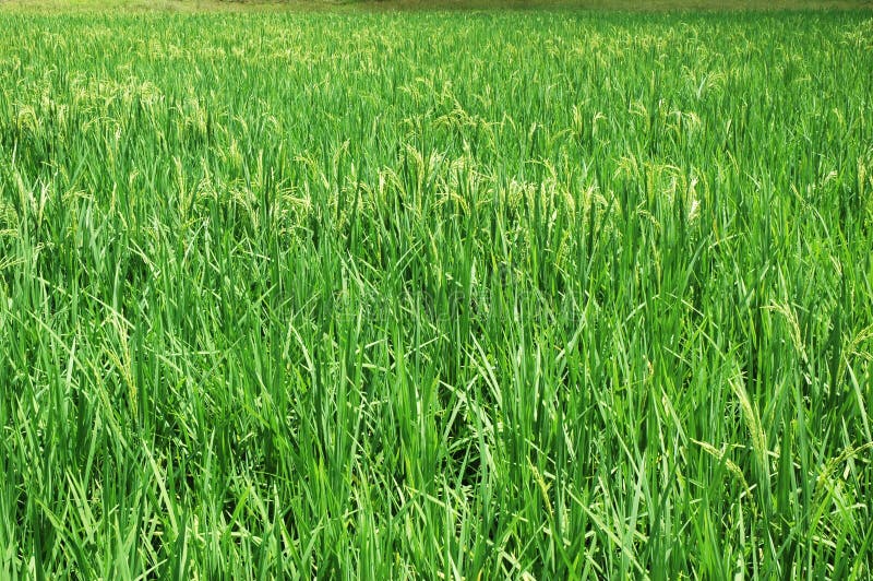 Paddy Farm stock images