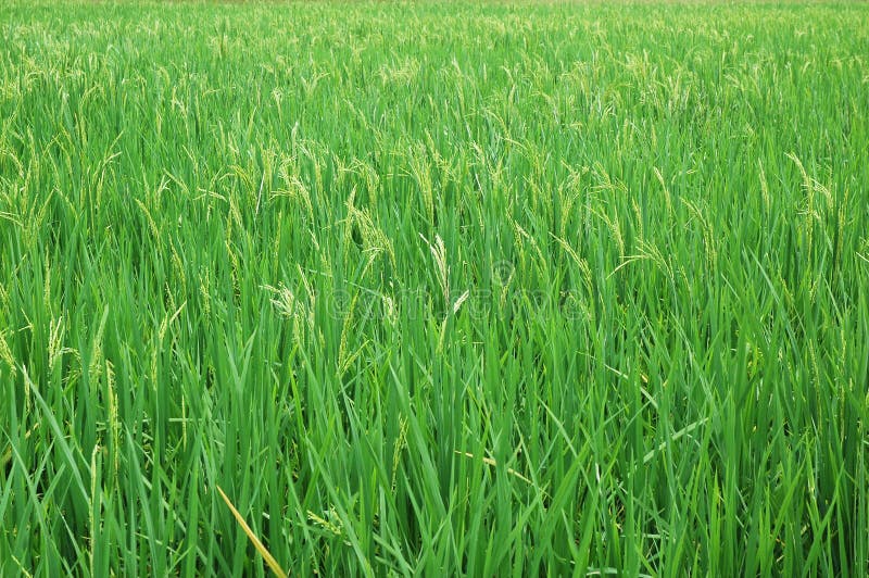 Paddy Farm stock images