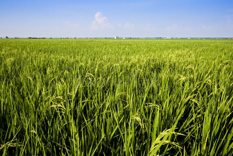 Paddy Field