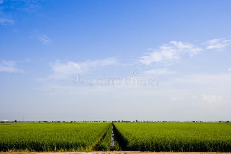 Paddy Field