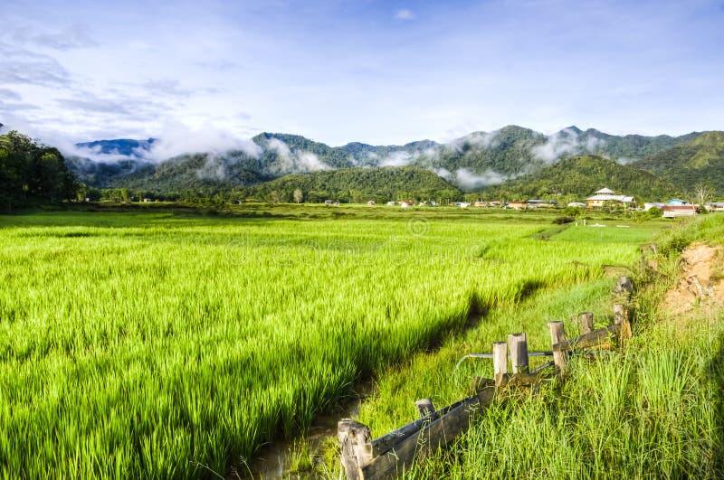 sawah padi in english