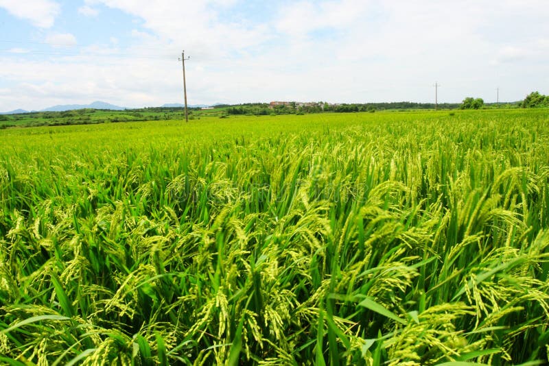 Paddy field