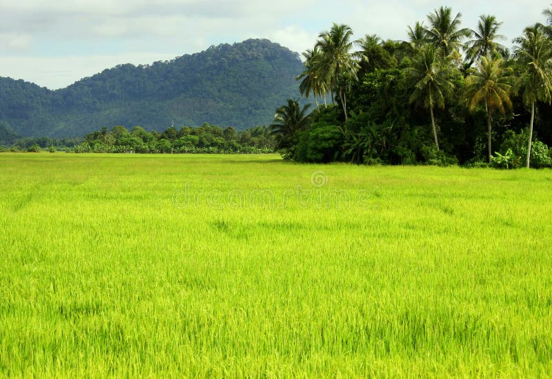 Paddy Field