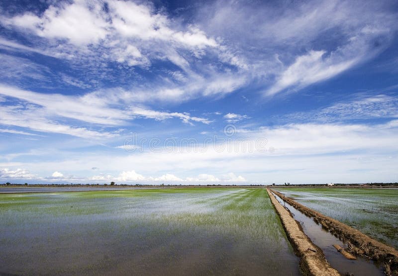 Paddy Field