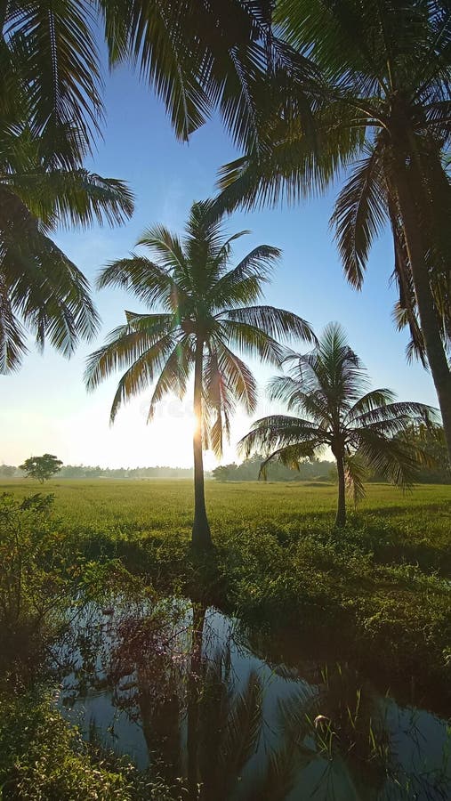Paddy Field Coconut Plam Trees Tropical Sun Set stock images