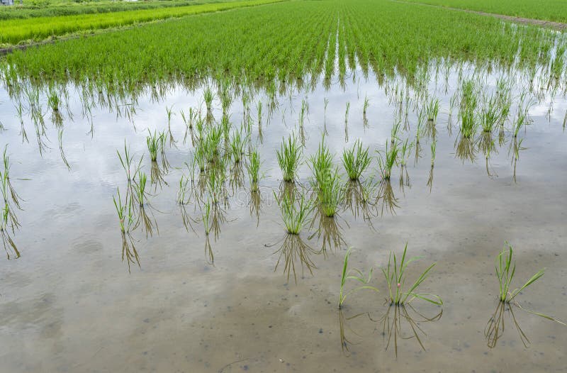 Apple Snail Eggs On Rice Plant Stock Image Image of field, nature