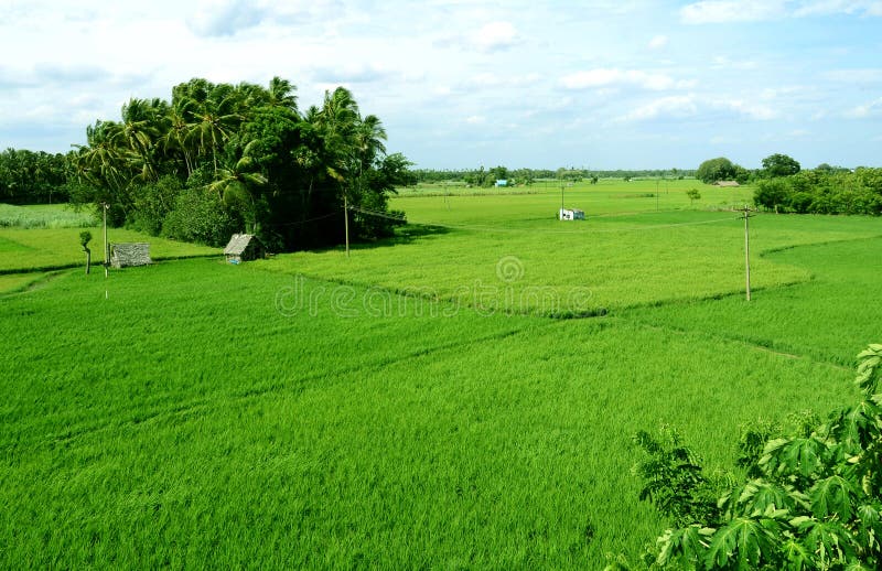 PADDY FIELD