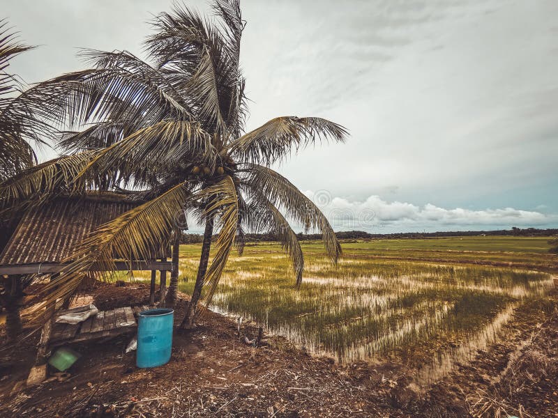 775 Sawah Photos Free Royalty Free Stock Photos From Dreamstime