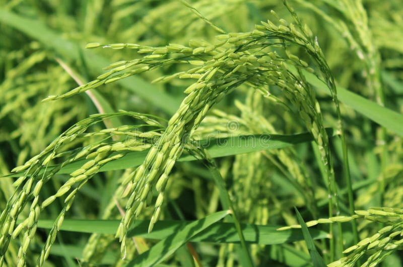 Paddy field with rice stock image. Image of culture, rice 72953127